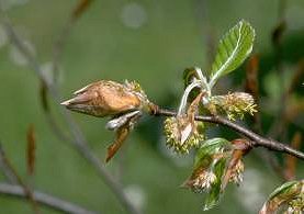 beech_flowering_01