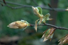 beech_flowering_02