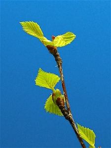 birch_leaf_05