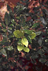 evergreen_oak_leaf_01