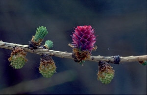 larch_flowering_01