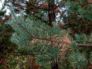pine_colouring_01