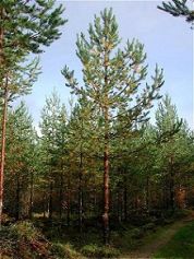 pine_colouring_02