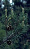 pine_flowering_01