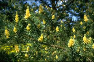 pine_flowering_02