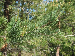 pine_needles_06