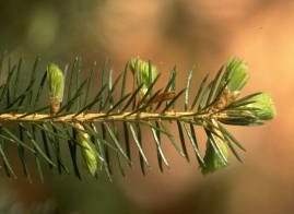 spruce_needles_01