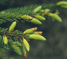 spruce_needles_02