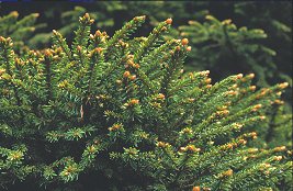 spruce_needles_03