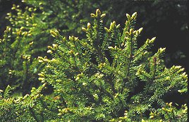 spruce_needles_04